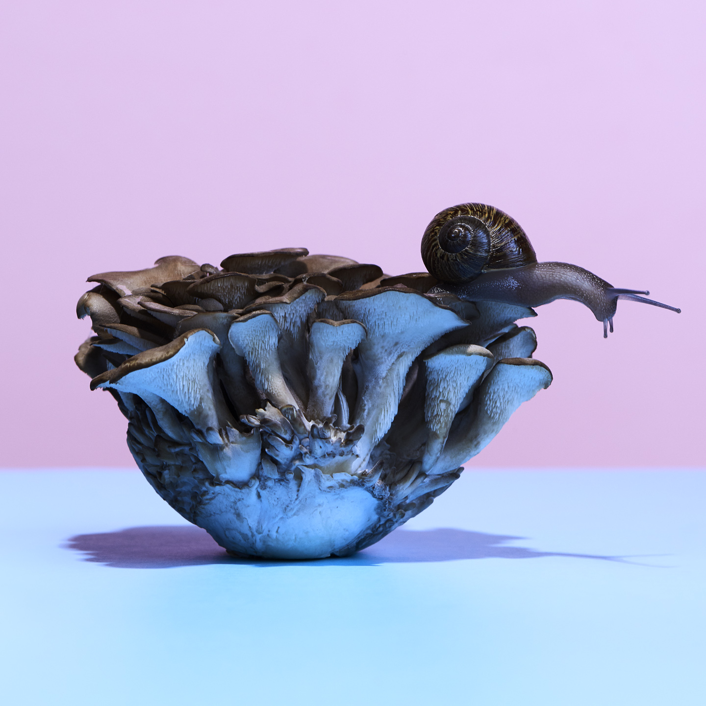 Little Critter on Magic Mushroom 2017 Communication Arts Award Photography Annual by Matthew Roharik Los Angeles Still Life and Product Photographer 