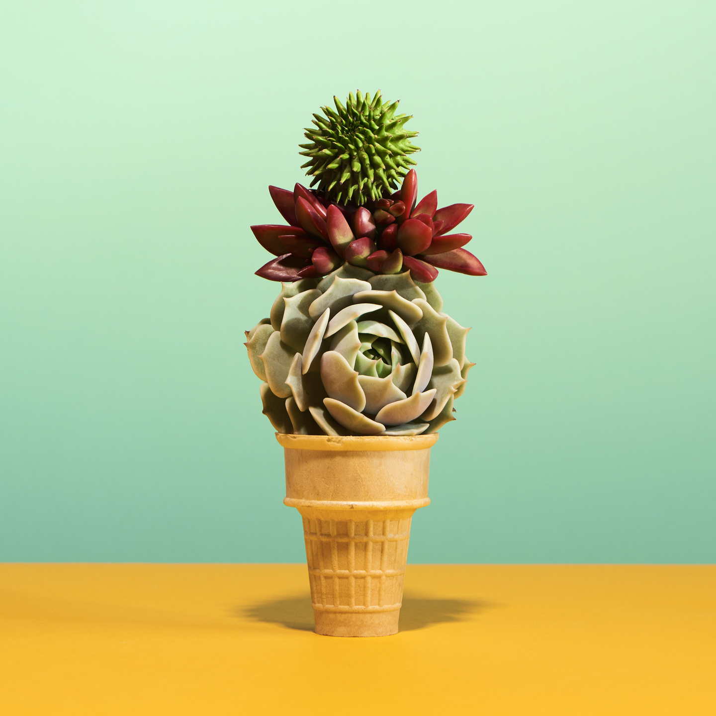 Sultry Succulents by PDN Photo Annual 2017 Winner by Matthew Roharik Los Angeles Still Life and Product Photographer 